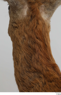 European roe deer neck 0007.jpg